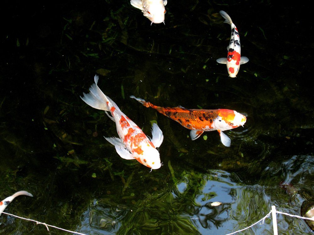 Being Koi