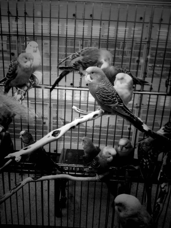 Like a Bird in a Cage